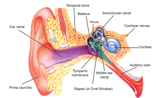 Ear Structure